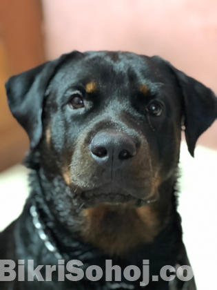 Rottweiler dog